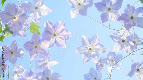 Delicate Light Purple Clematis Flowers Blooming Under a Sunny Sky Vibrant Spring Nature Scene