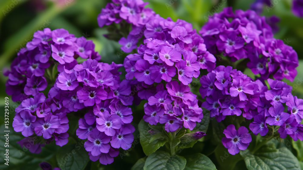 Fototapeta premium Vibrant Purple Phlox Flowers in Full Bloom Close Up Garden Photography