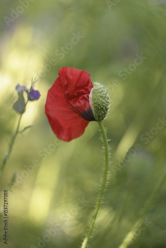 red poppy flower