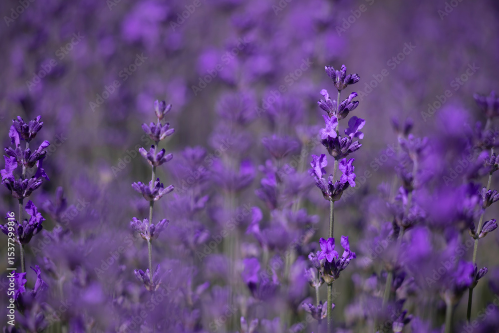 Beautiful Lavender Field with Purple Flowers in Natural Daylight Beautiful Lavender Field with Purple Flowers in Natural Daylight