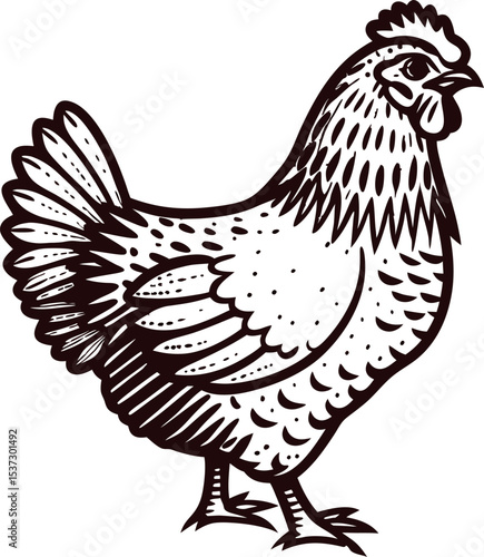 Hand drawn illustration of a hen standing upright vintage engraved poultry sketch for farming and agriculture concepts