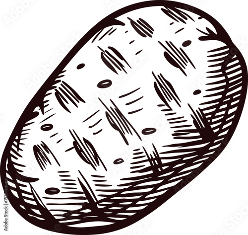 Hand drawn potato isolated on white background vintage engraved sketch illustration of a raw tuber