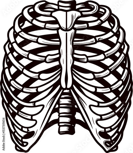 Anatomical of human rib cage structure in black and white detailing bones and cartilage
