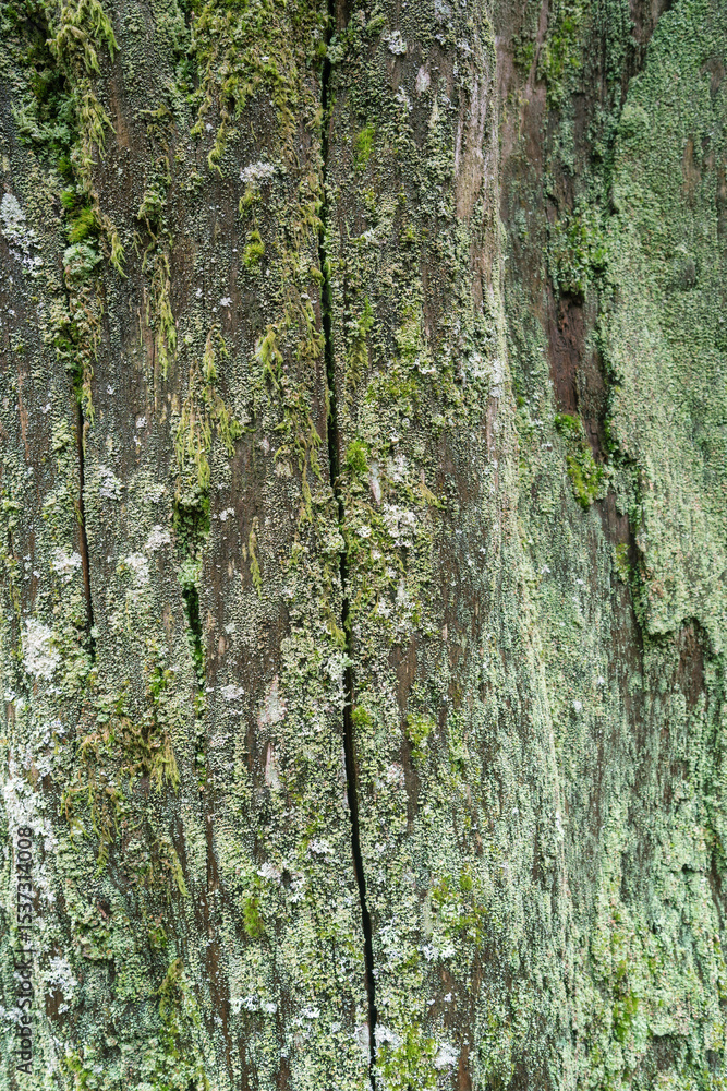 Obraz premium Abstract natural background of lichen covered tree bark