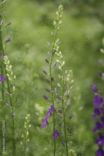 wild flowers in the field