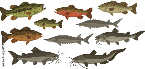 Freshwater fish collection illustration featuring bass, trout, sturgeon, and catfish variety vector illustration