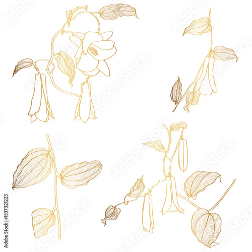 Lapageria. Vector illustration of golden line tropical Lapageria flowers with stem and leaves isolated on white background.