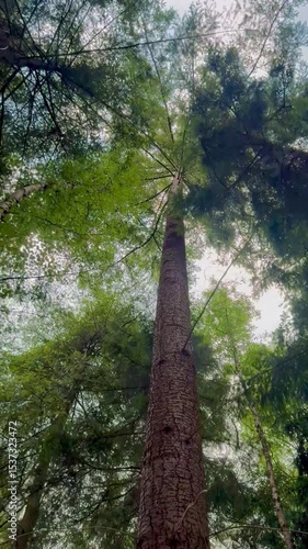 Dense forest and wildlife in the forest