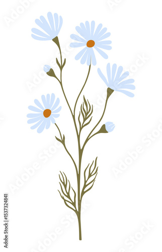 Daisy flower. Chamomile illustration. Vector.