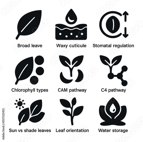 Plant Adaptation Icons. Solid, filled icons set of plant adaptations for food making: broad leaves, waxy