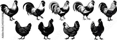 Rooster and Hen Farm Animal Silhouettes, Featuring Various Chicken Breeds and Poses for Agriculture, Livestock, and Rural Designs