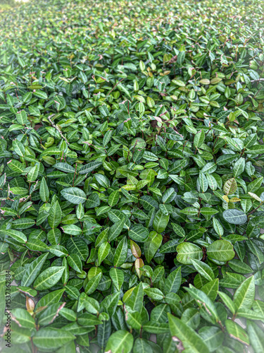 green leaves background