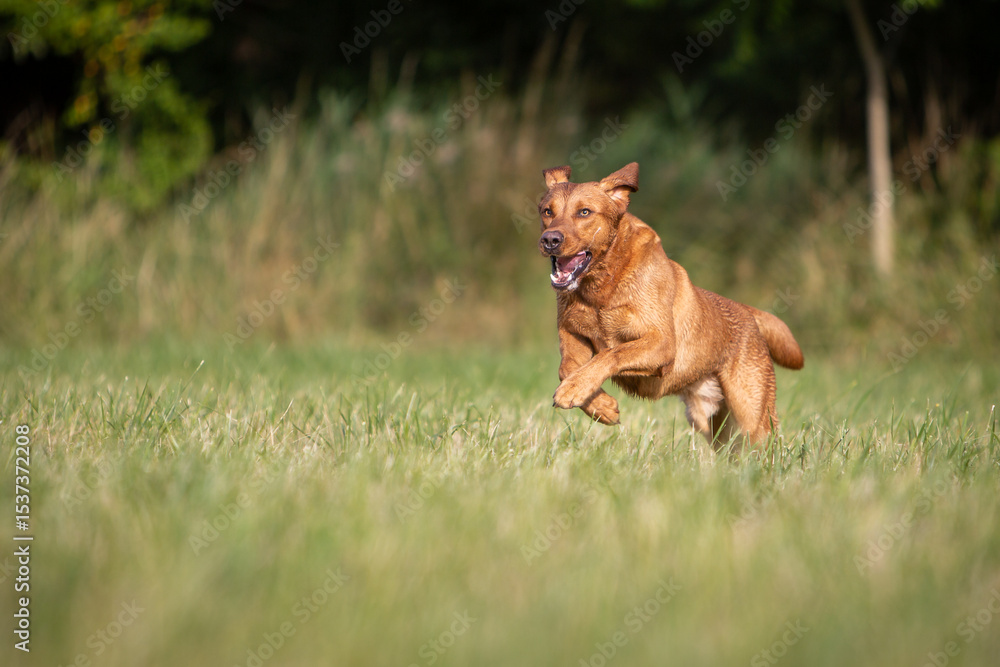 Naklejka premium Labrador Retriever Running Through the Forest