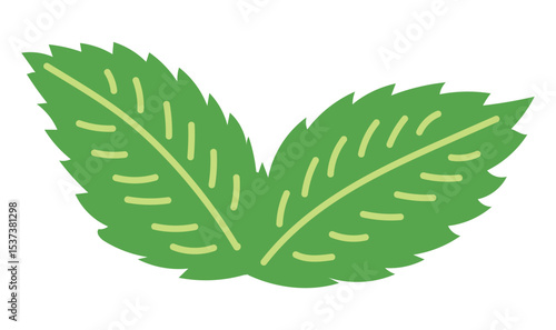 Mint leaves hand drawn illustration, isolated vector. Flat style design. Summer clip art, seasonal element, print. Cocktail garnish, beach bar, pool party. Aromatic herb, cooking, baking
