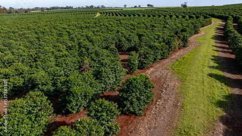 coffee plantation on a sunny morning