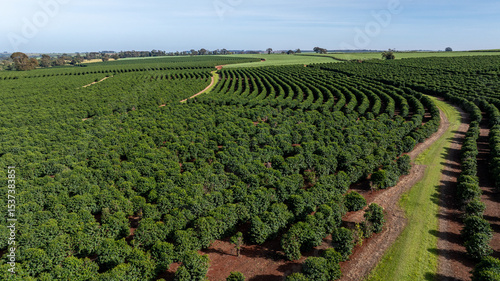 Photography coffee plantation on a sunny morning