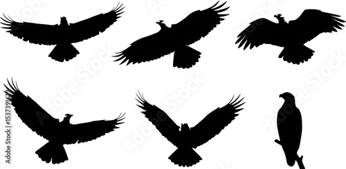 Majestic black eagles silhouette collection gracefully soars across a pristine white backdrop, embodying freedom and power