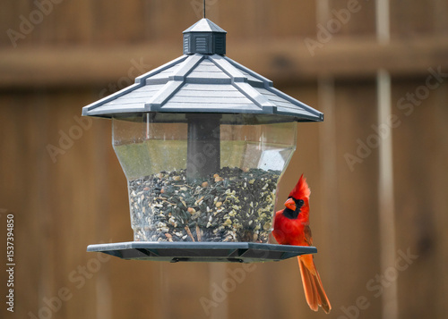 variety of birds feeding and playing around bird feeder including house finch, northern cardinal, sparrow