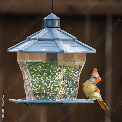 variety of birds feeding and playing around bird feeder including house finch, northern cardinal, sparrow
