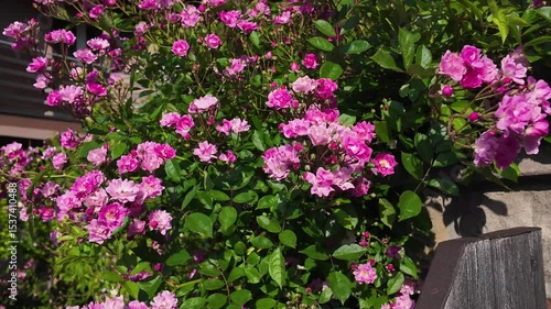 Wallpaper Mural Wind sways the branches of a bush of luxurious pink roses, illuminated by the rays of the sun. Torontodigital.ca