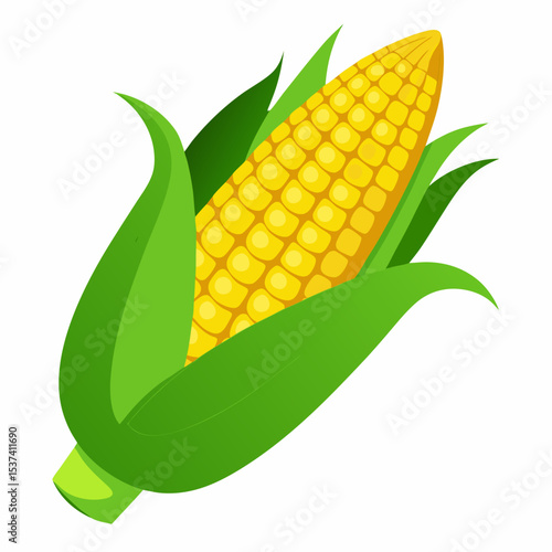 corn cobs isolated on white