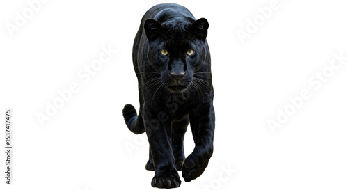 Front View Of Black Panther walking isolated on transparent background, PNG 