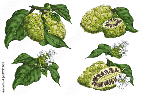 Set of color icons of noni fruit, white, cut with leaves and flowers.