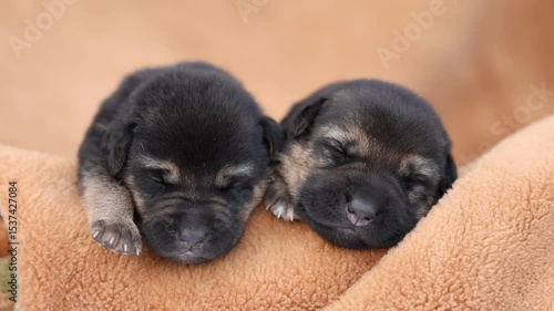 Cute sleeping puppies. Beautiful little dogs lie on bedspread.