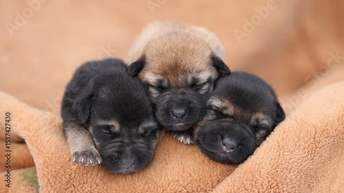 Cute sleeping puppies. Beautiful little dogs lie on bedspread.