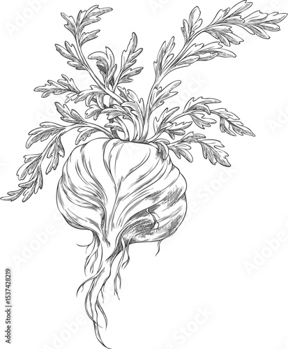 Maca root leaves vector ink sketch, hand drawn engraved Maca Peruvian tuber superfood, organic seasoning, condiment