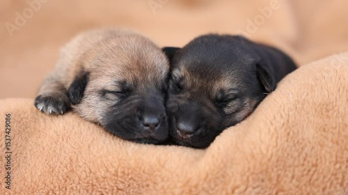 Cute sleeping puppies. Beautiful little dogs lie on bedspread.