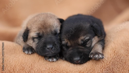 Cute sleeping puppies. Beautiful little dogs lie on bedspread.