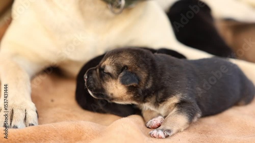 Mother dog feeds her newborn puppies with milk.
The dog takes care of the puppies.
