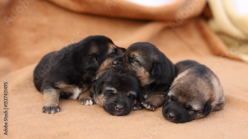 Cute sleeping puppies. Beautiful little dogs lie on bedspread.