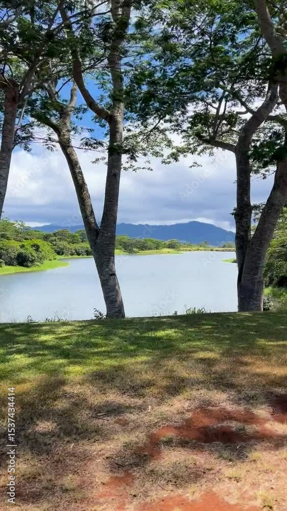 A peaceful inland scene in Hawaii unfolds as the camera gently pans across a tropical water landscape. Native Hawaiian plants frame the background, and the calm atmosphere captures the natural beauty. A peaceful inland scene in Hawaii unfolds as the camera gently pans across a tropical water landscape. Native Hawaiian plants frame the background, and the calm atmosphere captures the natural beauty.