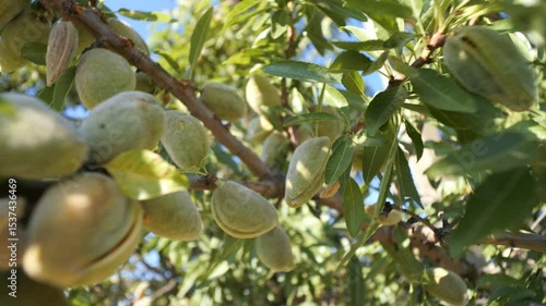 Almonds are hanging on the branch of an almond tree. Nuts grow on the branches.