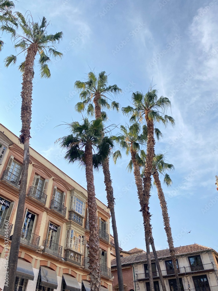 Fototapeta premium palm trees in the city