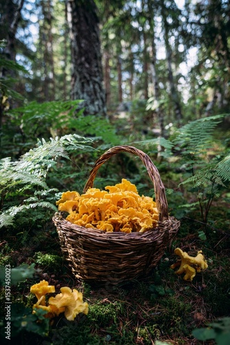 Mushroom Foraging in a Lush Forest With a Basket Filled With Yellow Chanterel...