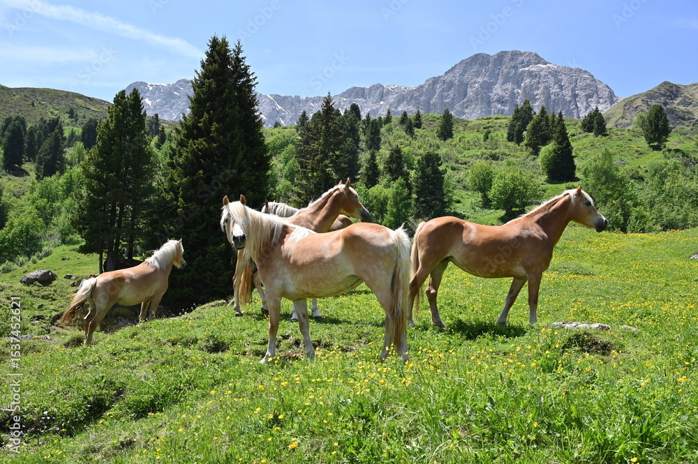 Fototapeta premium horses in the mountains