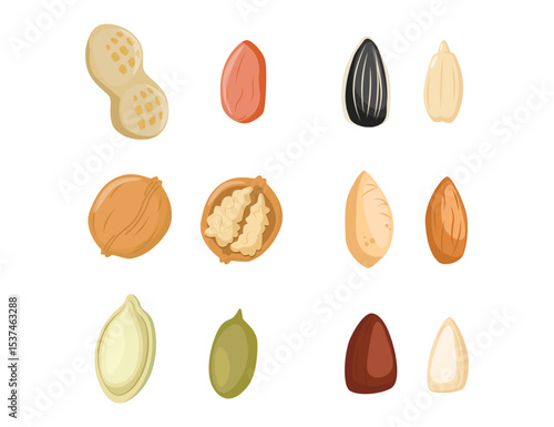 Nuts icon. Nuts icon set. Pistachio, Almond, Hazelnut, Cashew, Walnut. Vector Illustration. Cartoon seeds. Organic raw