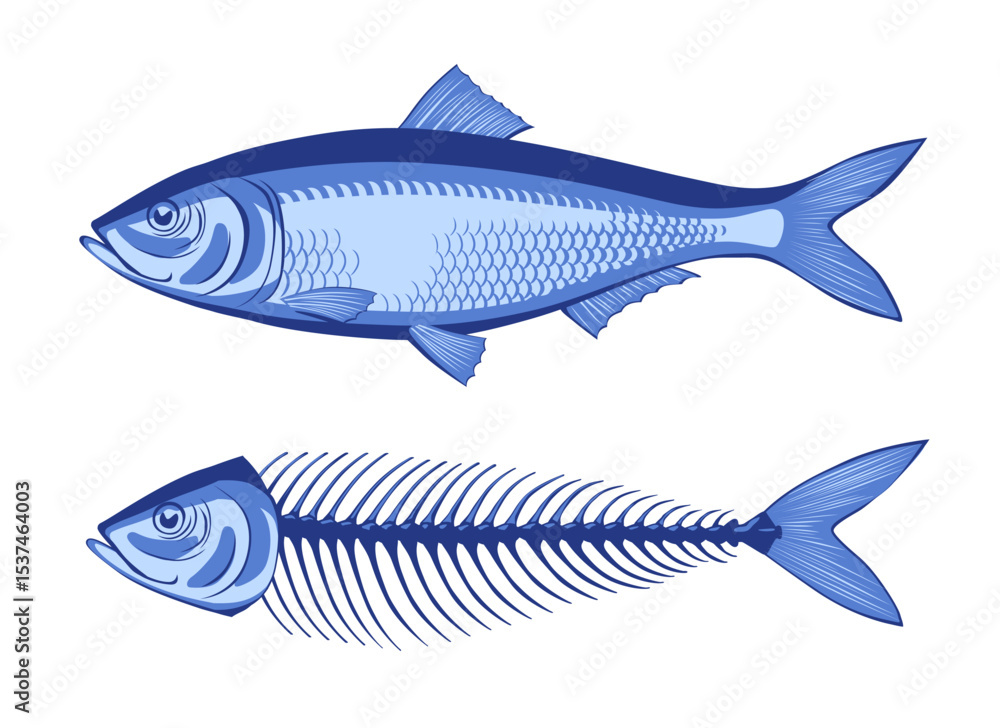 Fototapeta premium Herring and the skeleton of an eaten fish in blue colors isolated on white. Vector illustration in flat style