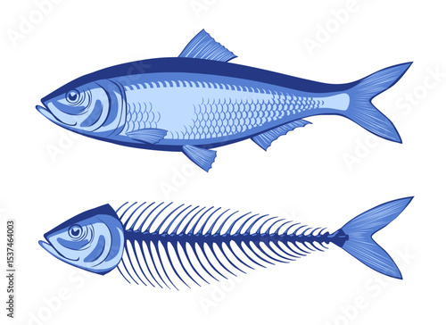 Herring and the skeleton of an eaten fish in blue colors isolated on white. Vector illustration in flat style
