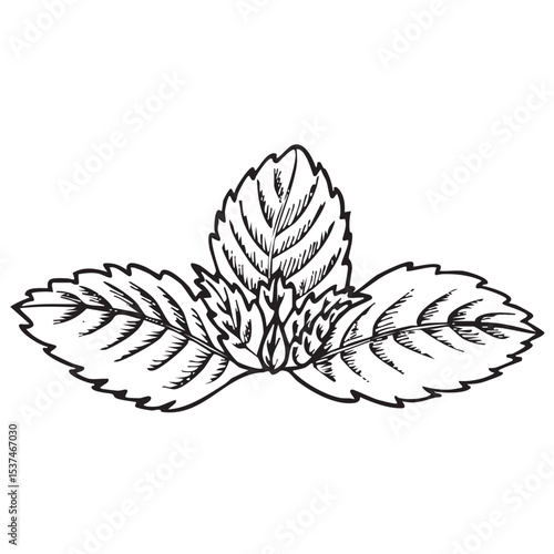 Mint vector illustration.  Herbal engraved style illustration. Detailed organic product sketch hand drawn. Seasoning food design