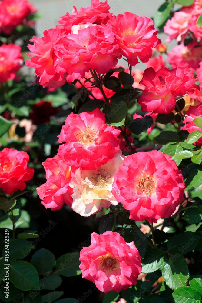 Fototapeta premium Colorful roses in summer garden