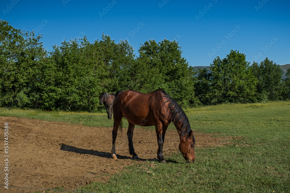 Obraz premium Horse white stripe in a fence, Tuscany Italy