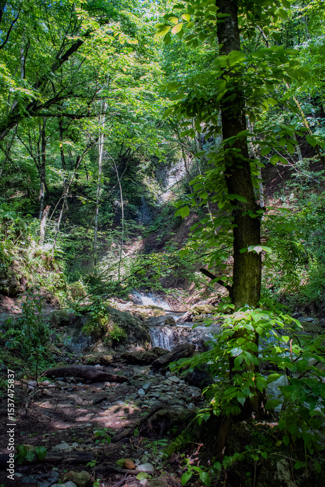 Obraz premium path in the woods