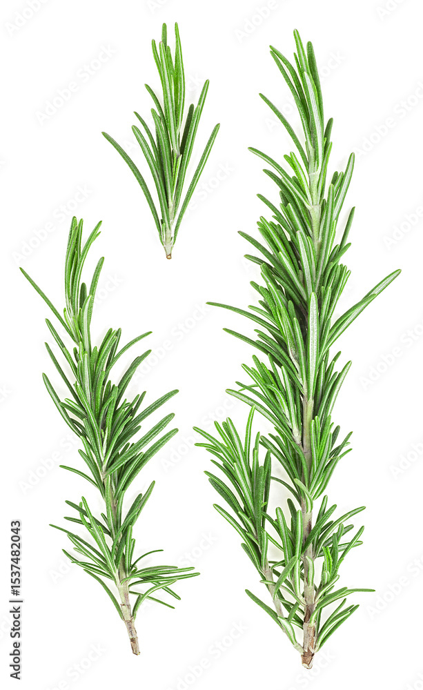 Set of fresh rosemary twigs isolated on a white background, top view. Set of fresh rosemary twigs isolated on a white background, top view.