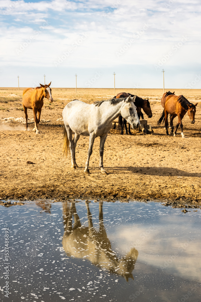 Wild horses drinking water from a spring in the desert of the Aral Sea, Uzbekistan Wild horses drinking water from a spring in the desert of the Aral Sea, Uzbekistan