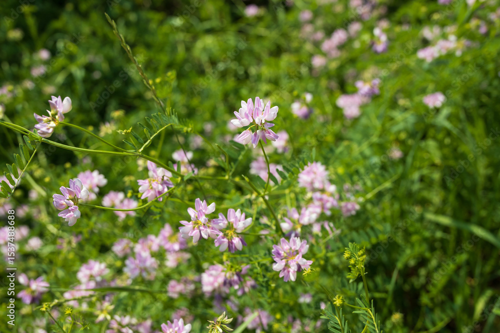 Field of pink flowers Field of pink flowers