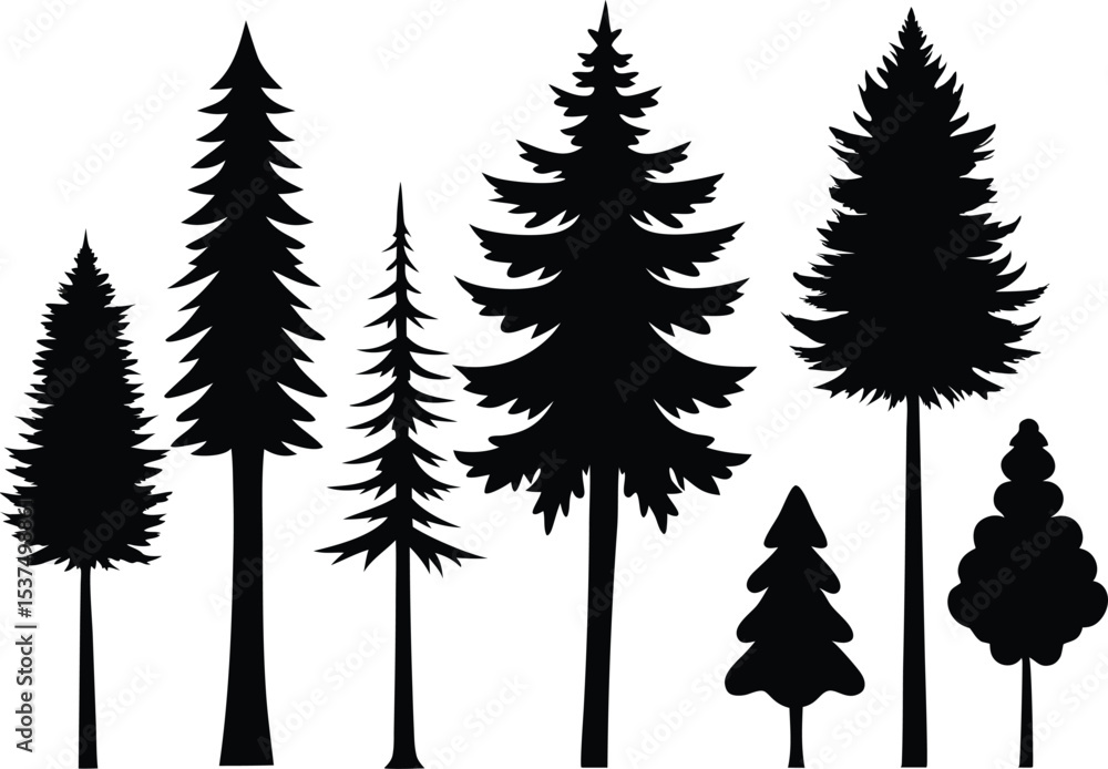 Fototapeta premium Silhouettes of evergreen trees in a forest setting